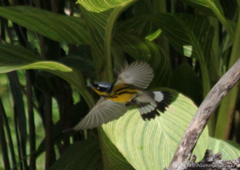 Magnolia Warbler in flight.jpg